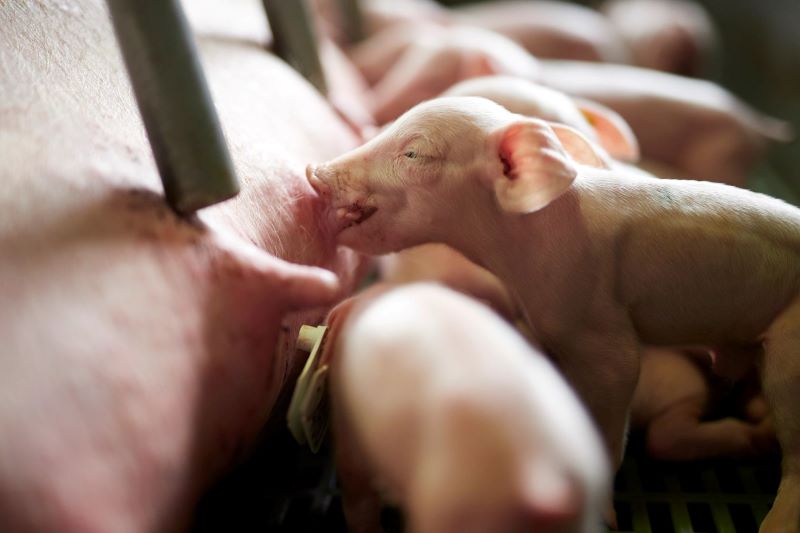 ƯU ĐIỂM CỦA VẮC XIN TOÀN VIRUS BẤT HOẠT TRONG PHÒNG PCV2 TRÊN HEO